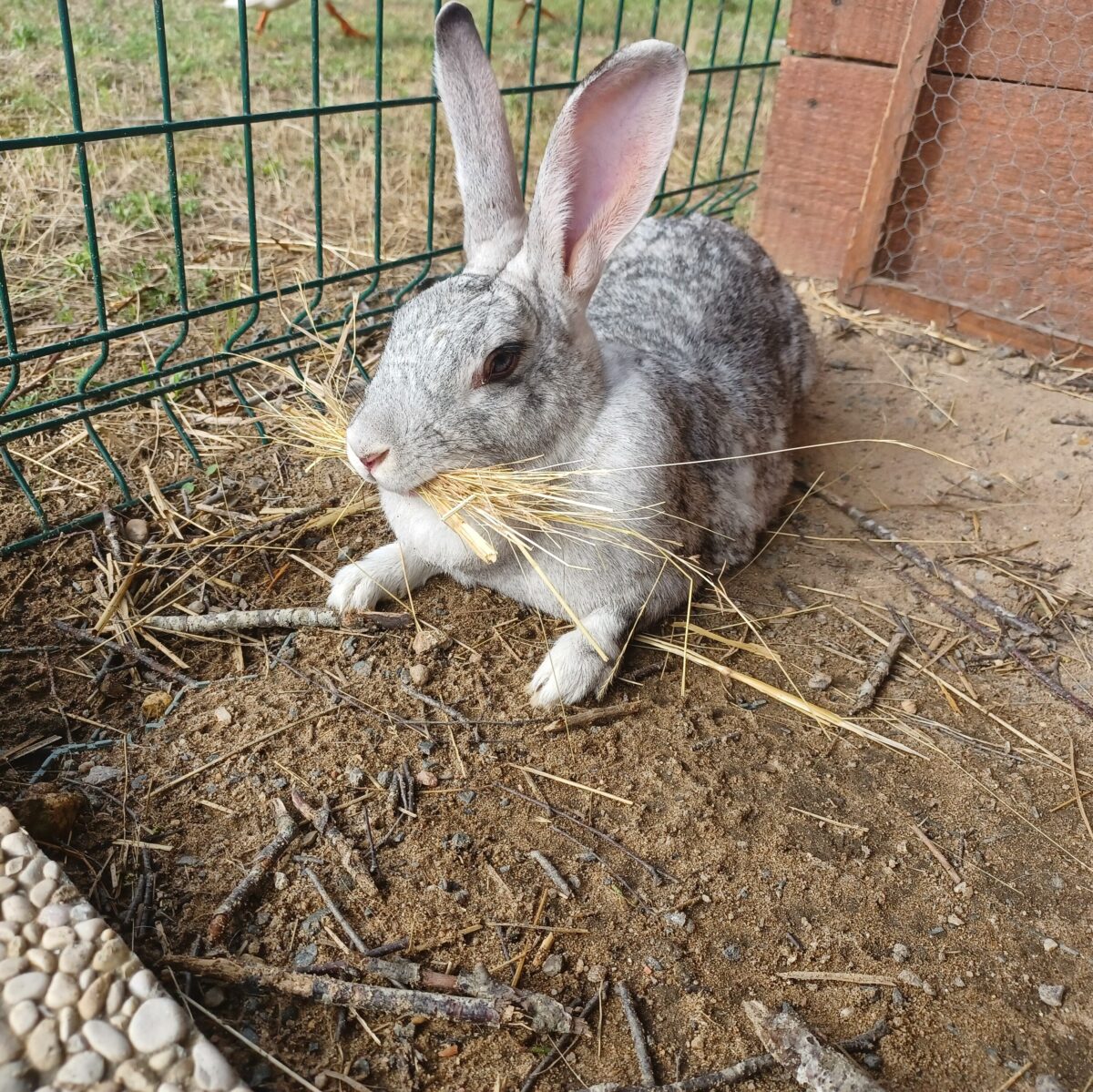 Lapin tenant une botte de paille à la Ferme d’Adeline