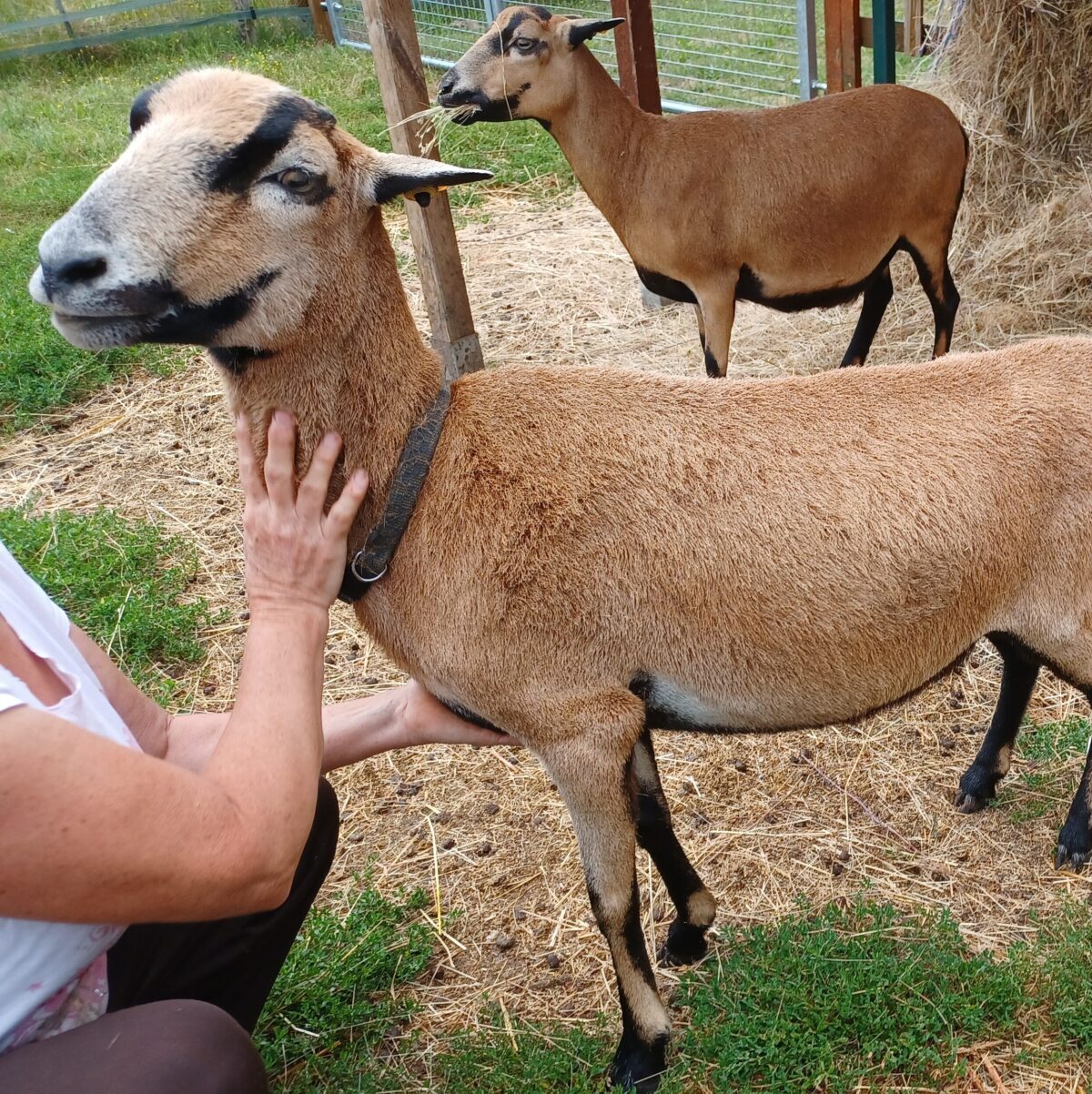 Mouton à ventre noir caressé à la Ferme d’Adeline