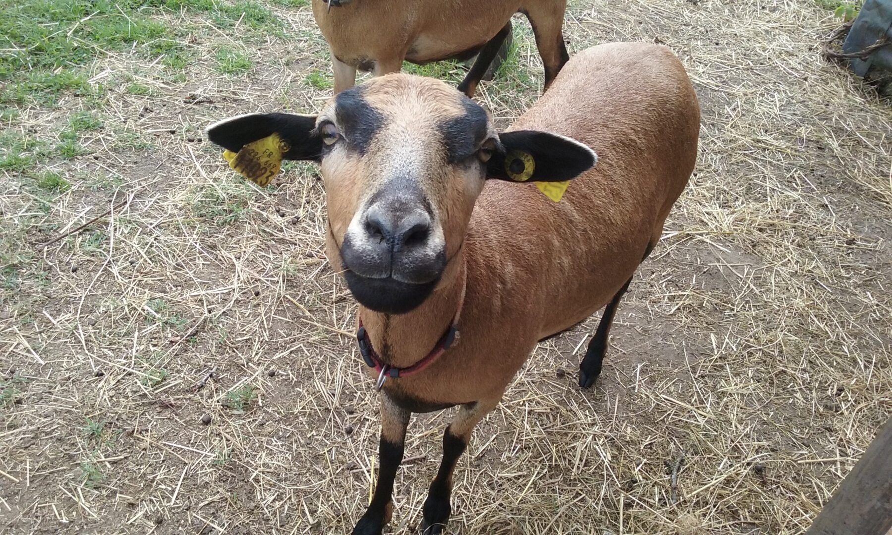Animal de la ferme pédagogique