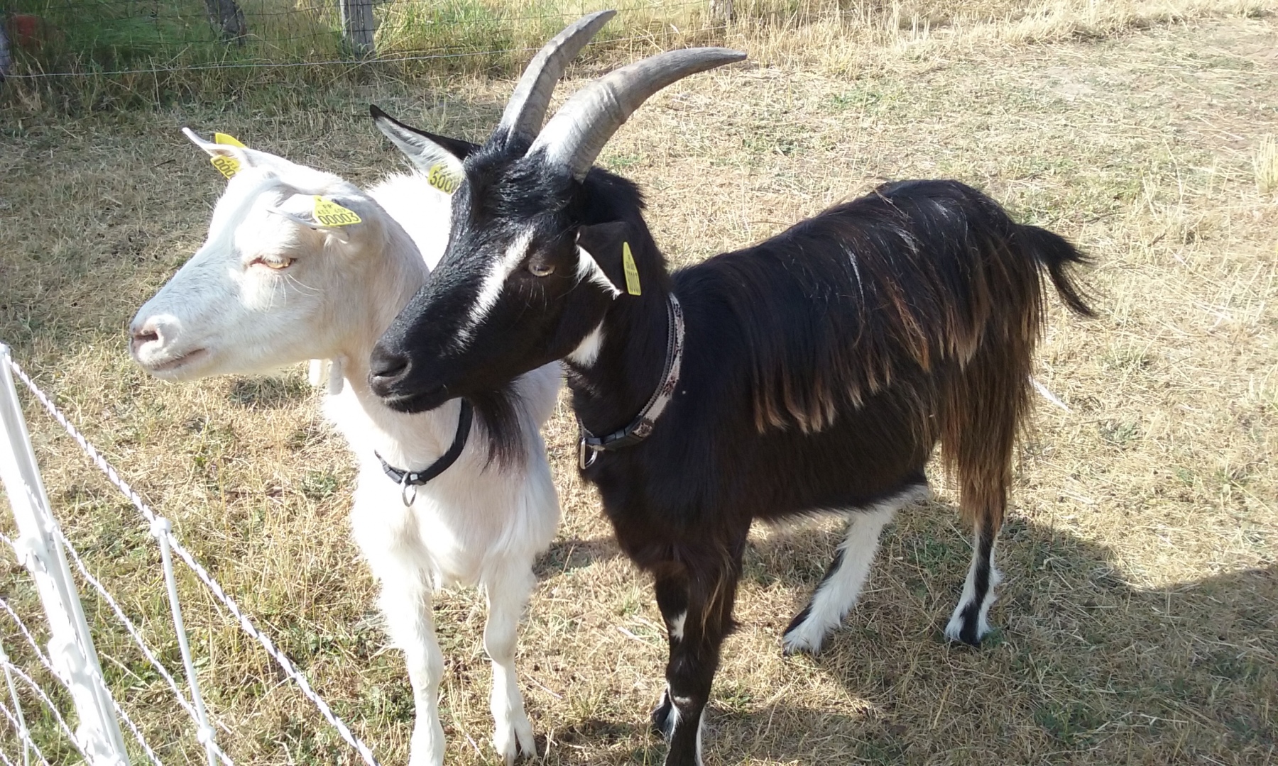 Animal de la ferme pédagogique