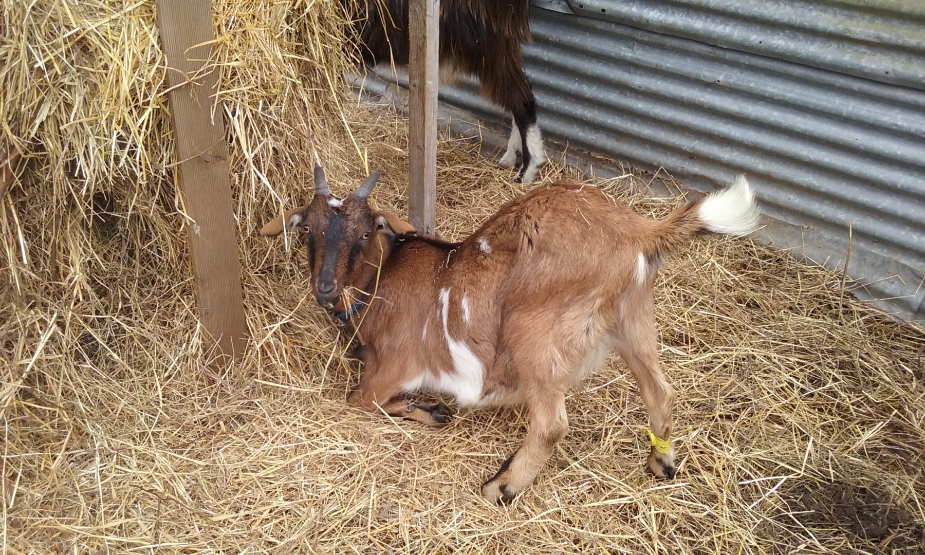Animal de la ferme pédagogique
