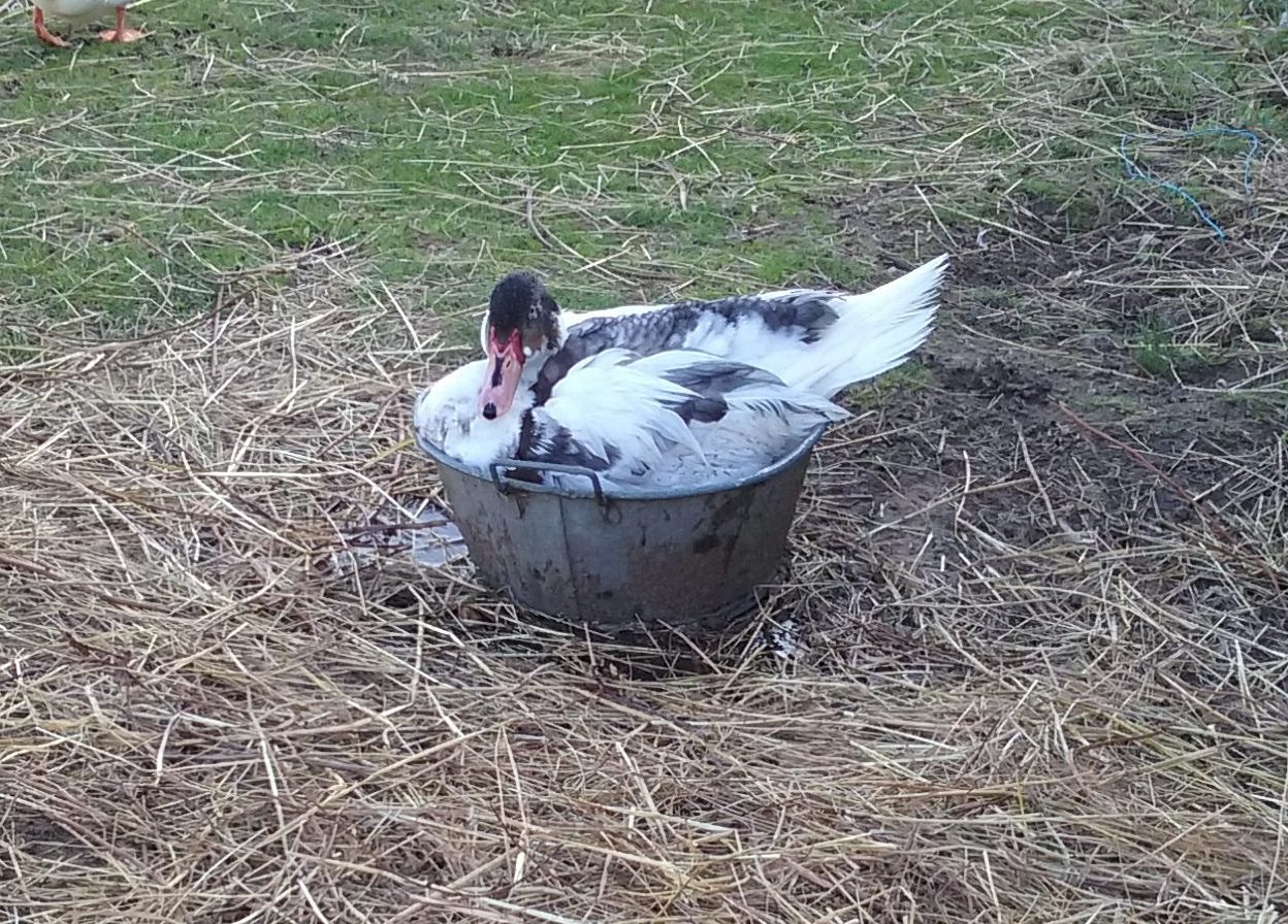Animal de la ferme pédagogique
