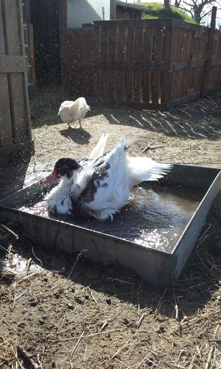 Animal de la ferme pédagogique