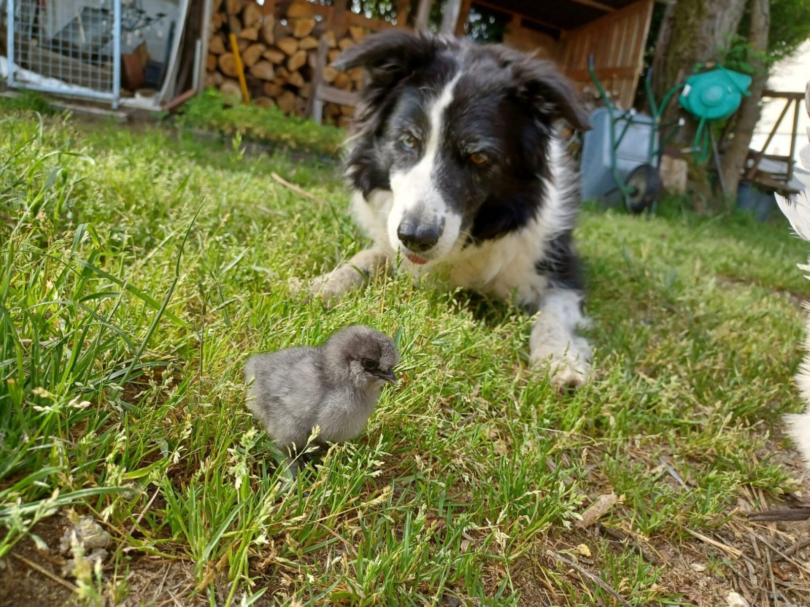 Animal de la ferme pédagogique