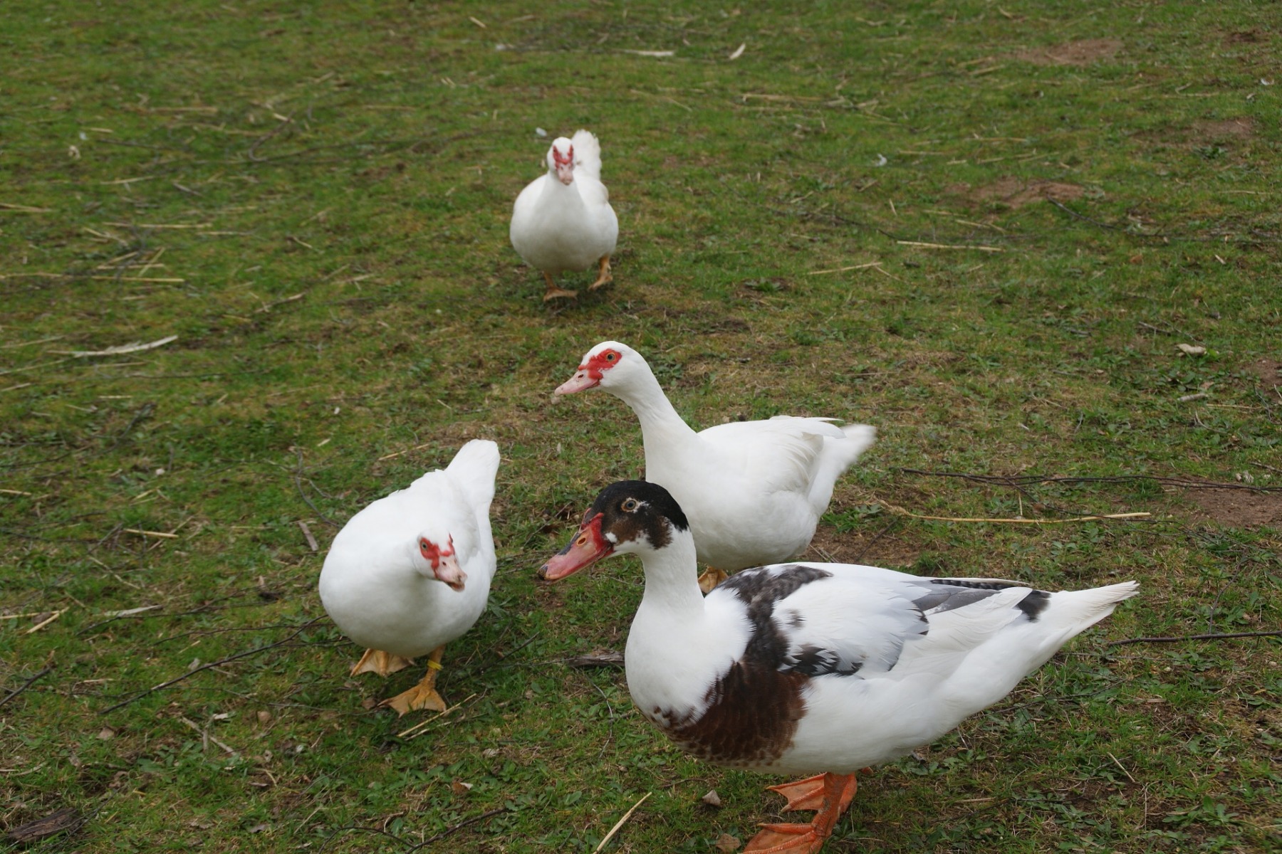 Animal de la ferme pédagogique