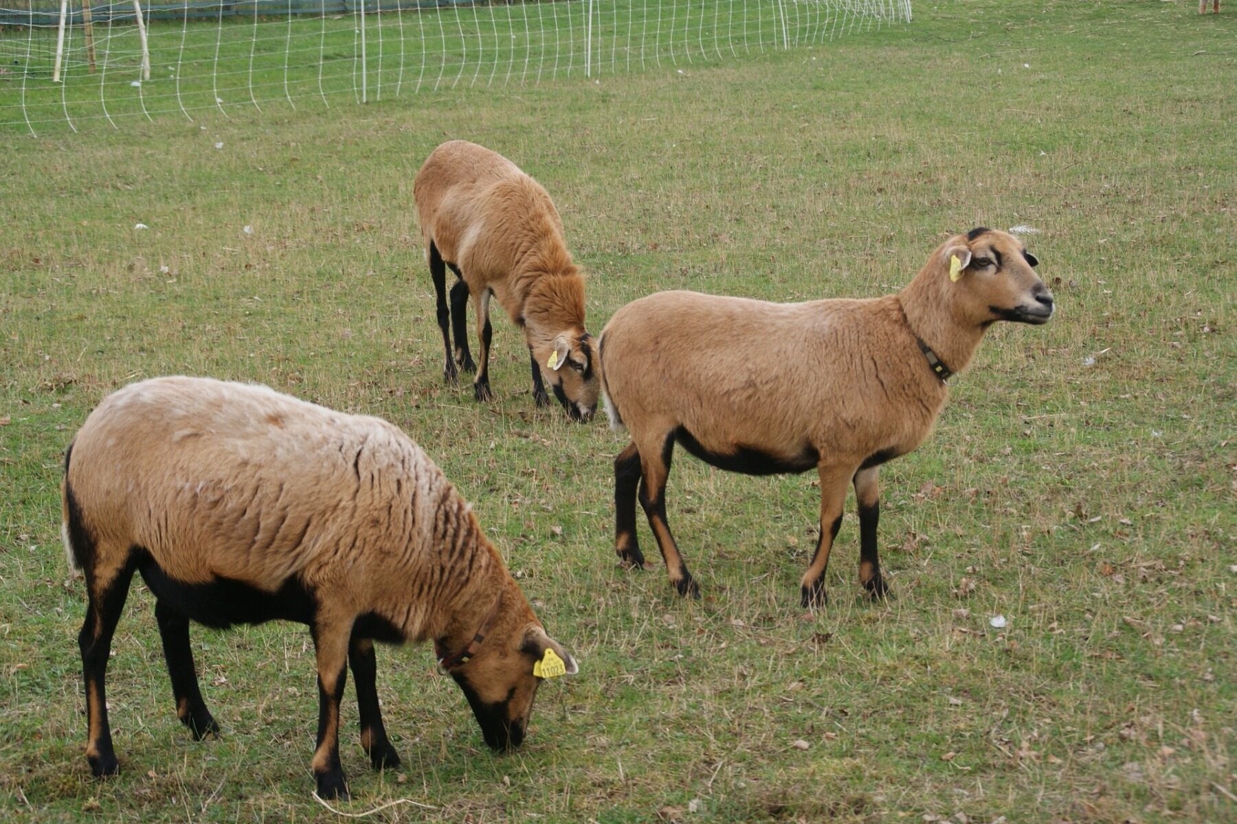 Moutons camerounais au pré, à la Ferme d’Adeline