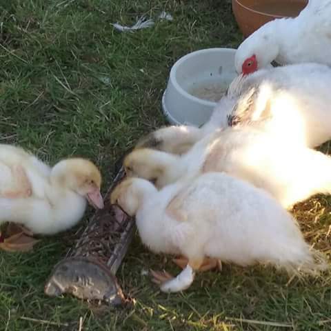 Animal de la ferme pédagogique
