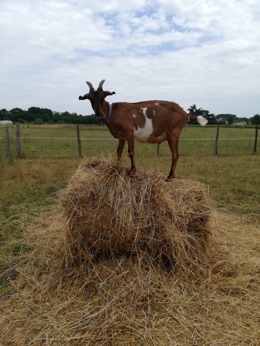 Animal de la ferme pédagogique