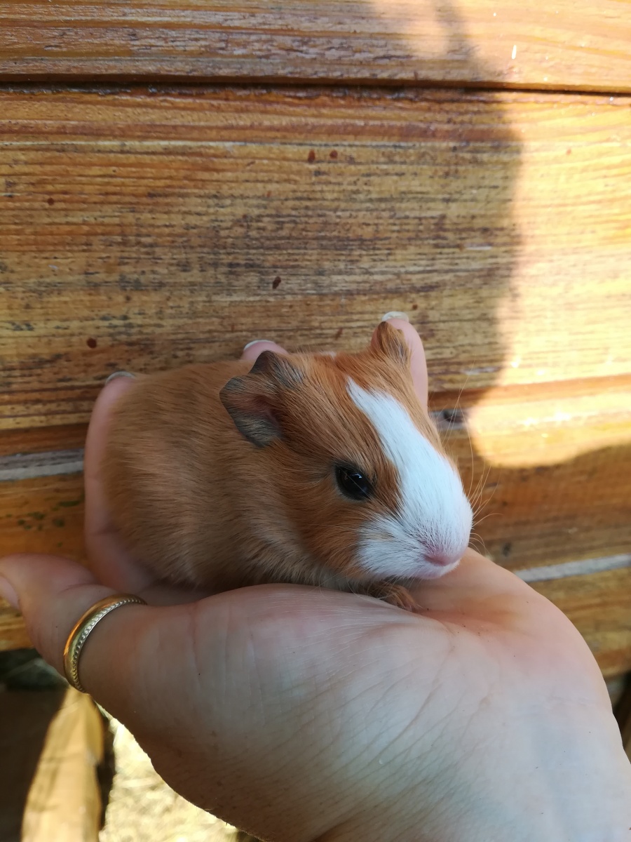 Animal de la ferme pédagogique