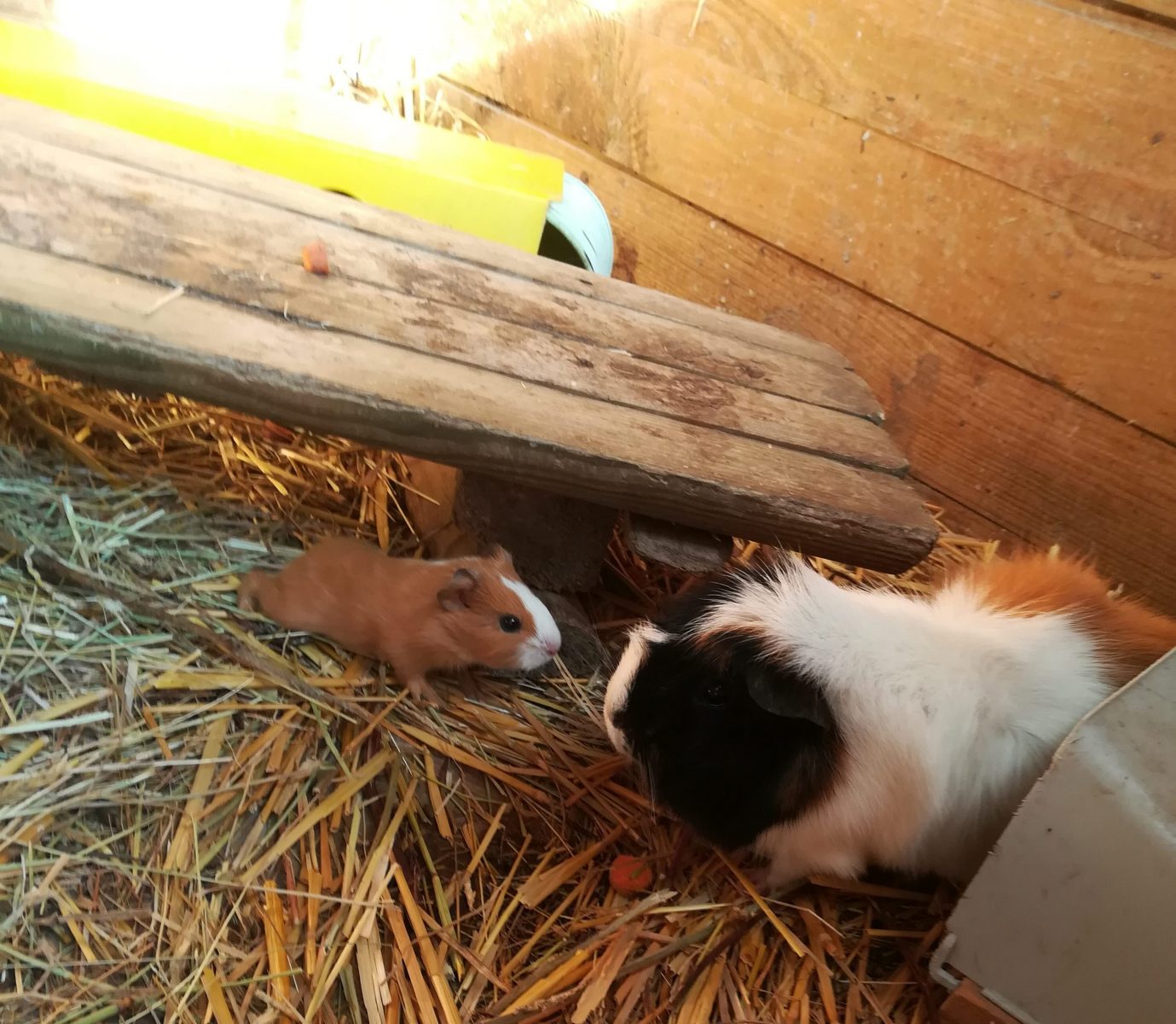 Animal de la ferme pédagogique