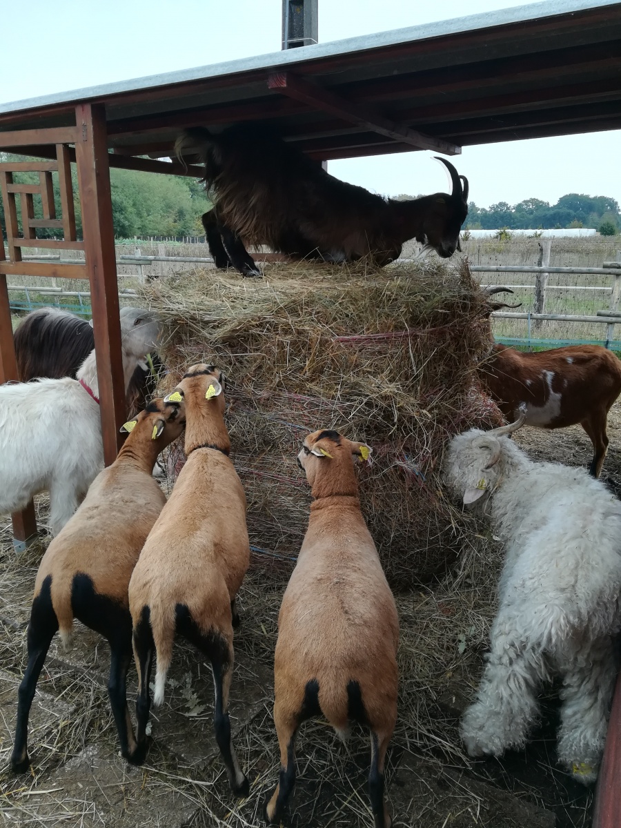 Animal de la ferme pédagogique