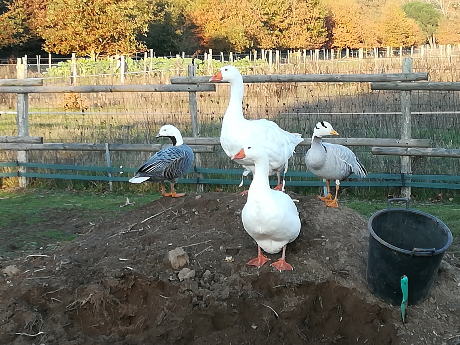Animal de la ferme pédagogique
