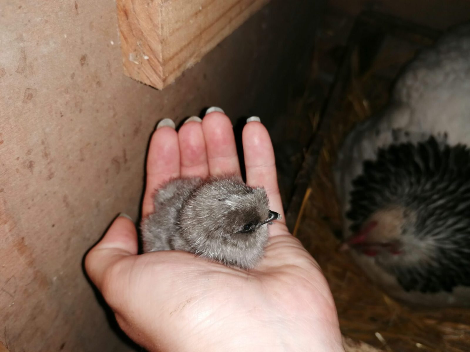 Animal de la ferme pédagogique