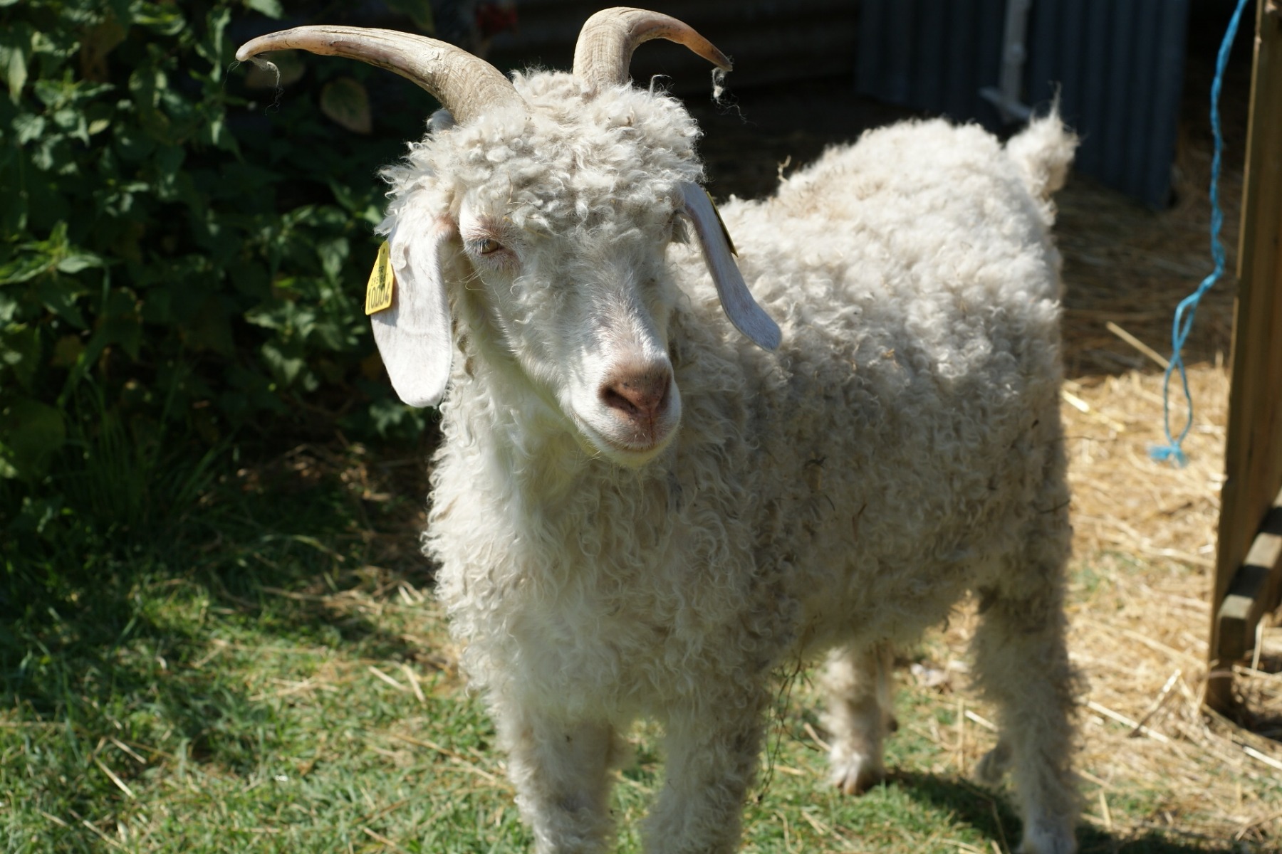 Animal de la ferme pédagogique