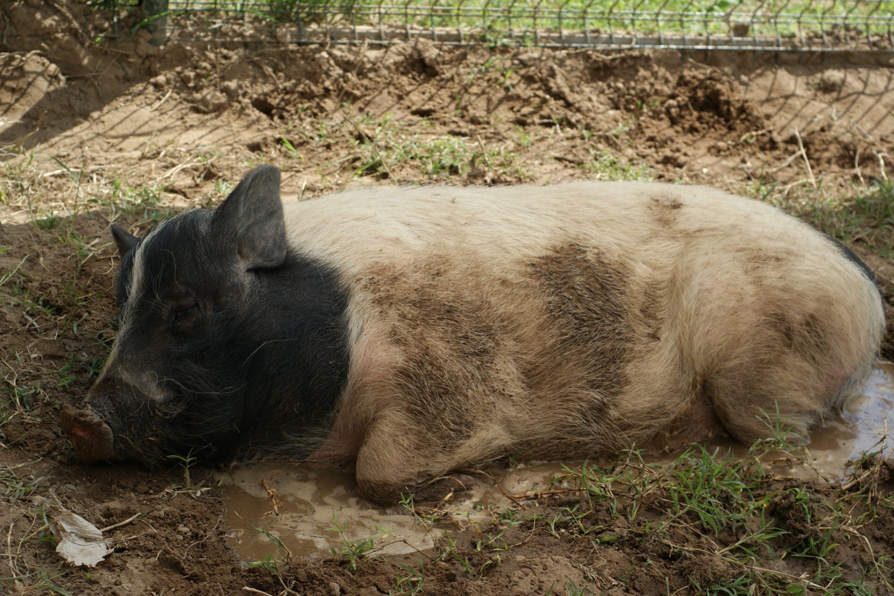 Animal de la ferme pédagogique