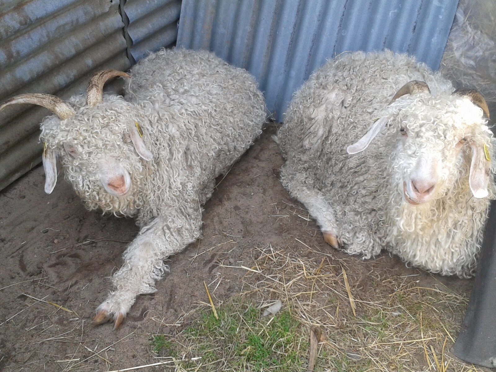 Chèvres angora Filou et Patapouf