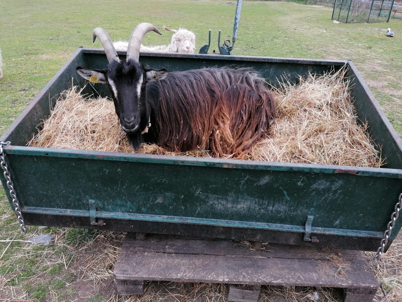 Animal au repos à la Ferme d’Adeline