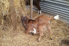 C'est trop dur pour Moka de manger debout