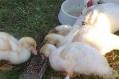Naissance à la ferme