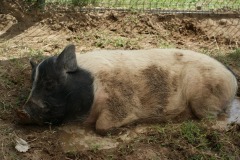 Rien ne vaut un bon bain pendant cette canicule pour Loulou