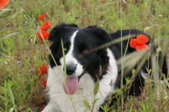 Degan veille sur le troupeau au milieu des coquelicots
