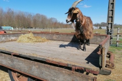 les animaux font des betises