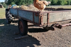 Pipelette vient gratter le fumier