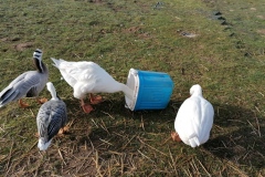 Les oies volent du grain